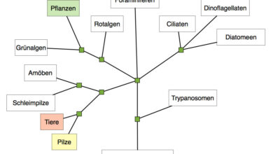 system justification